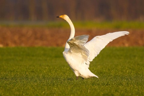 Whooper Swan (Cygnus cygnus) flapping wings, North Rhine-Westphalia, Germany