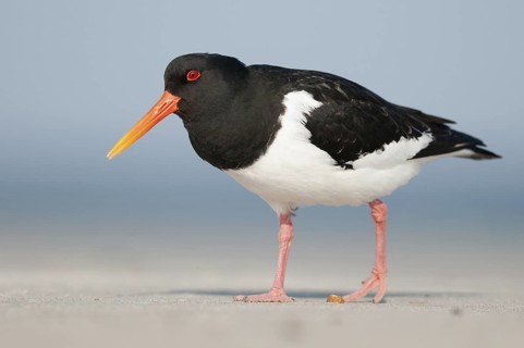 Eurasian Oystercatcher (Haematopus ostralegus), Schleswig-Holstein, Germany