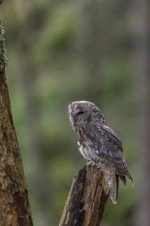 One tawny owl or brown owl (Strix aluco) sitting on a dead tree in the bavarian forest. Green