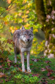 A eurasian gray wolf (Canis lupus lupus) stands on a meadow on a hill with a colourful foliage in