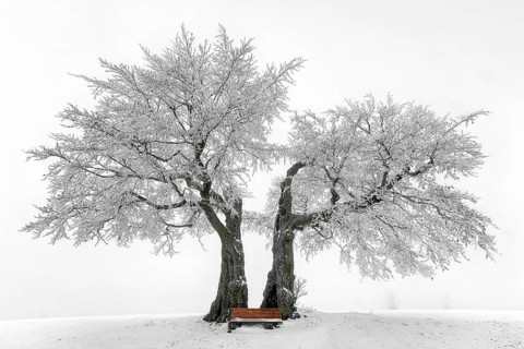 Germany, Upper Franconia, Presseck, cold perennial, a pair of beech trees, beech, two beech trees,