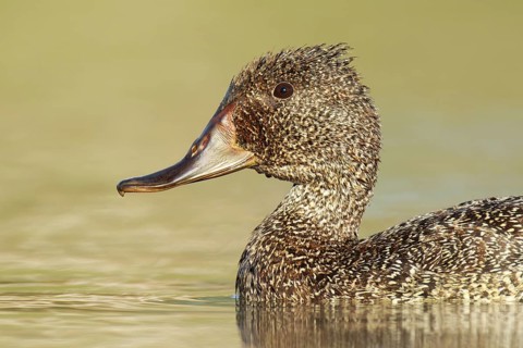 Freckled Duck (Stictonetta naevosa) female, Victoria, Australia