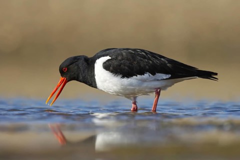 Eurasian Oystercatcher (Haematopus ostralegus) foraging, North Rhine-Westphalia, Germany