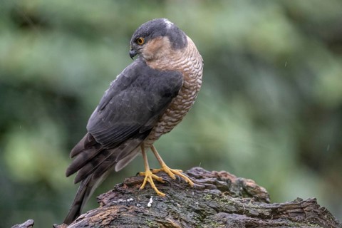 Sparrowhawk (Accipiter nisus), Emsland, Lower Saxony, Germany