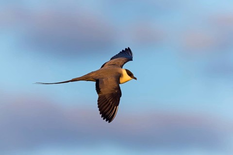 Falkenraubmöwe, Long-tailed Skua, Long-tailed Jaeger, Stercorarius longicaudus, Labbe à longue