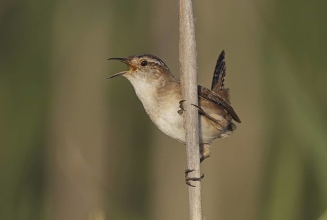 Marsh Wren (Cistothorus palustris) singing, Ohio, USA