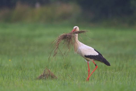 White Stork (Ciconia ciconia) male, North Rhine-Westphalia, Germany