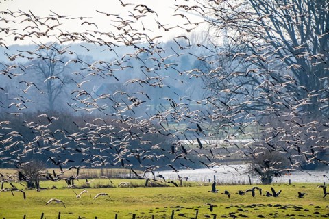 Bislicher Insel, nature reserve on the Rhine, Altrheinarm, near Xanten, Lower Rhine, Wesel