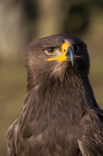 Portrait of Aquila nipalensis, steppe eagle, in late light with green background
