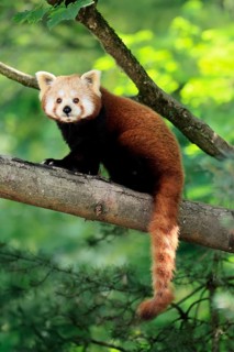 Western Red panda (Ailurus fulgens), adult, on tree, Himalayas, Central Asia