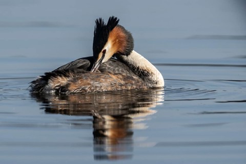 Great Crested Grebe (Podiceps cristatus), Emsland, Lower Saxony, Germany