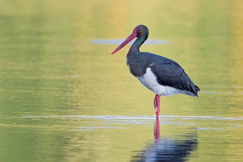 Black Stork (Ciconia nigra) foraging, Saxony-Anhalt, Germany