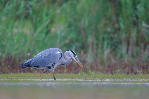 Grey Heron (Ardea cinerea) foraging, North Rhine-Westphalia, Germany