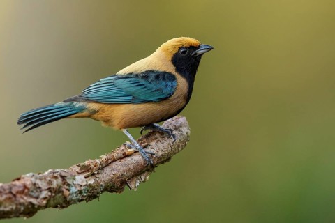 Burnished-buff Tanager (Tangara cayana) perched on a branch in the Atlantic Rainforest Region of