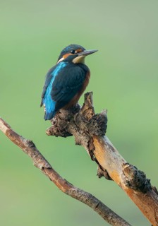 Kingfisher (Alcedo atthis) sitting on an old branch, perch and looking for prey, Lower Saxony,