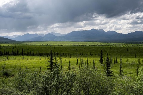 Taiga and tundra, mountain landscape of the Alaska Range with dramatic cloudy sky, Denali National