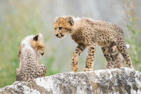 Cheetah (Acinonyx jubatus) youngster walking on a rock, captive, occurrence Africa