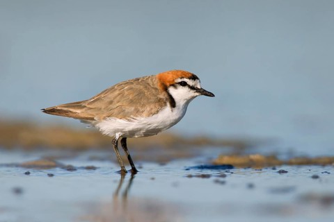 Red-capped Plover (Charadrius ruficapillus) male, Victoria, Australia