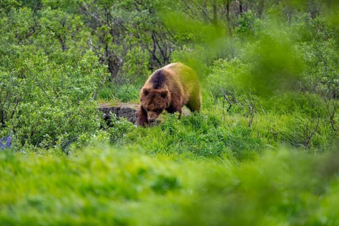 Brown bear (Ursus arctos) in the grass in spring, Alaska, USA
