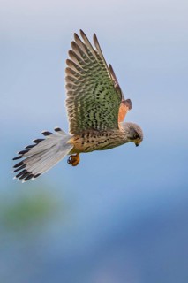Common Kestrel (Falco tinnunculus) male flying, Baden-Wuerttemberg, Germany