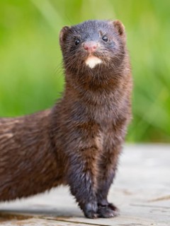 A mink looks interested