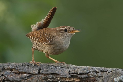 Eurasian Wren (Troglodytes troglodytes), Rhineland-Palatinate, Germany