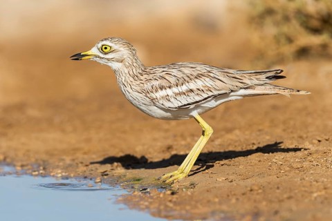 Eurasian Stone-curlew (Burhinus oedicnemus), Negev, Israel