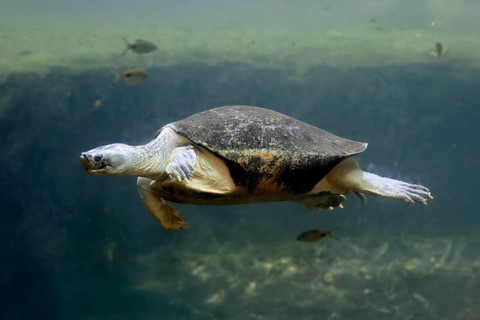 Burmese Roofed Turtle (Batagur trivittata), adult, in water, swimming, Myanmar, Asia, captive