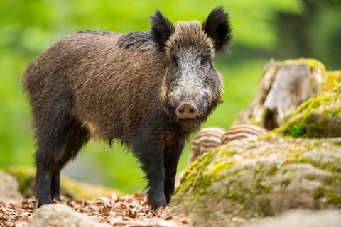 Wild boar (Sus scrofa) standing in a forest, Bavaria, Germany