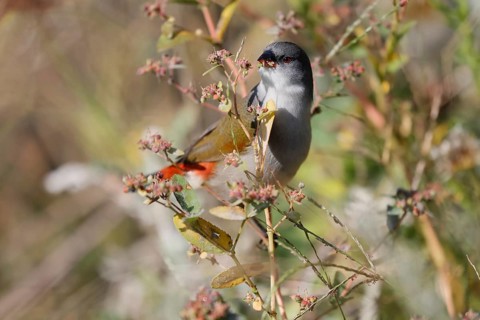 Green Astrild (Coccopygia melanotis), adult, female, on shrub, feeding, seeds, Kirstenbosch