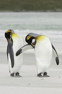 King Penguin (Aptenodytes patagonicus), Falkland Islands