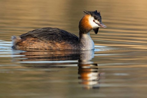 A great crested grebe swimming in the water, (Podiceps Scalloped ribbonfish), animals, birds,