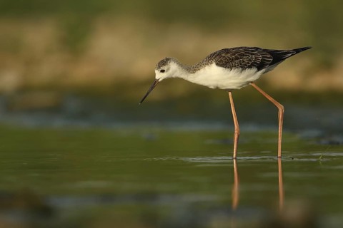Black-winged Stilt (Himantopus himantopus) juvenile foraging, Piedmont, Italy