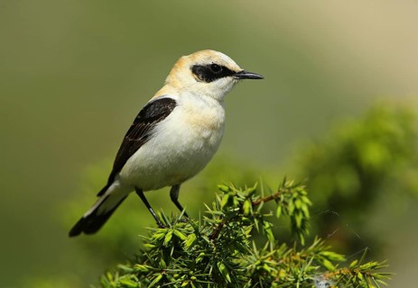 Black-eared Wheatear (Oenanthe hispanica) male perched on a branch, French Riviera, France