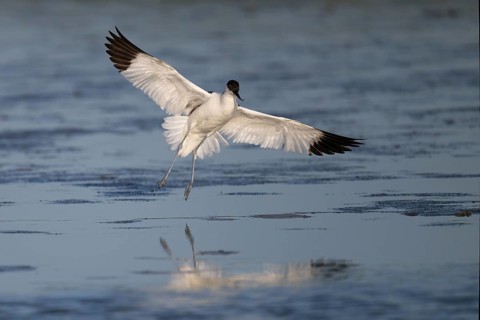 Avocet (Recurvirostra avosetta), Texel, Netherlands