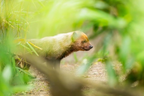 Bush dog (Speothos venaticus) standing on the ground behind bushes, captive