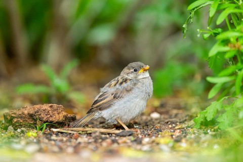 House sparrow (Passer domesticus) youngster sitting on the ground, Bavaria, Germany