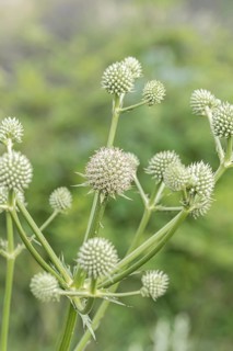 Palmlilien-Mannstreu (Eryngium yuccifolium), Ihlenweg 7, Federal Republic of Germany