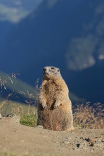 One adult Alpine Marmot, Marmota marmota, sitting erected on a rim of a soil, observing his