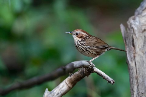 Puff-throated Babbler (Pellorneum ruficeps shanense), Yunnan, China