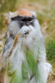 Western hussar monkey (Erythrocebus patas patas), captive, occurring in Africa