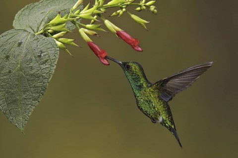Western Emerald (Chlorostilbon melanorhynchus), Ecuador