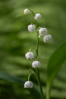 Lily of the valley (Convallaria majalis), Emsland, Lower Saxony, Germany