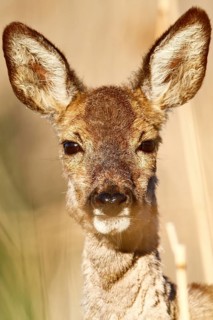 European roe deer (Capreolus capreolus), female, portrait of a doe, Flusslandschaft Peenetal Nature