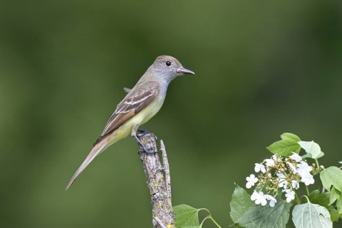 Great Crested Flycatcher Myiarchus crinitus Eden Prairie, Hennipen County, Minnesota, United States