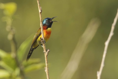 Green-tailed Sunbird (Aethopyga nipalensis) male singing, Doi Inthanon, Thailand