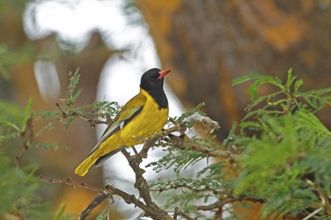 Black-headed Oriole (Oriolus larvatus), Lake Baringo, Kenya