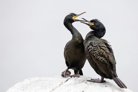 Cormorant (Gulosus aristotelis), breeding pair during mating, Hornøya Island, Vardø, Varanger,