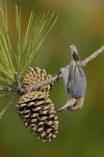 Brown-headed Nuthatch (Sitta pusilla), Texas, USA