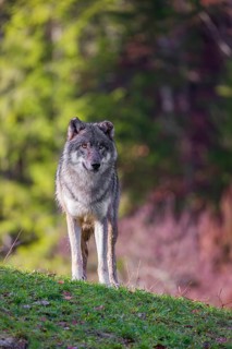 An adult male eurasian gray wolf (Canis lupus lupus) stands on a green meadow on hilly terrain